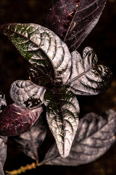 Black Kodia (Eranthemum nigrum)