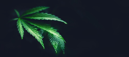 Bush green marijuana cannabis on blurred background