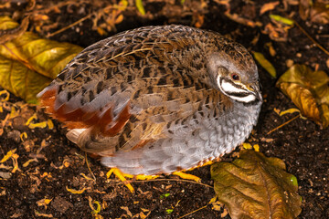 King quail, Chinese Painted Quail (Coturnix chinensis)