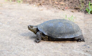 The European pond turtle (Emys orbicularis), also called commonly the European pond terrapin and the European pond tortoise, is a species of long-living freshwater turtle in the family Emydidae.