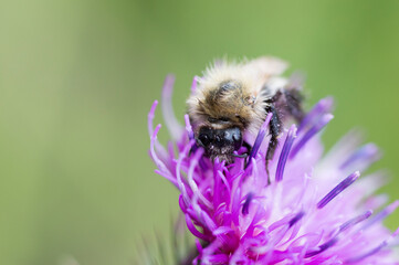 European Honey Bee (Apis Mellifera) on a purple flower
