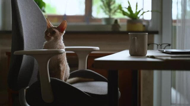 cat scratch stool armchair at home. Spbas playful feline puts claw on furniture. domestic cat damages interior. office in apartment, desk and chair. mammal tearing playing with fabric