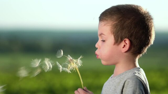 Boy blowing on big dandelion or salsify at sunset