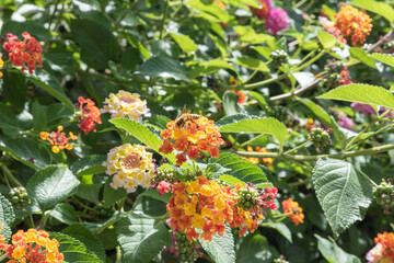 Botanical Garden of Catania Sicily