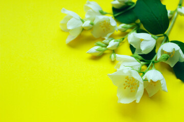 Blurry image of colorful flowers on yellow background, horizontal view, space for text. Branch of flowers on colorful background.