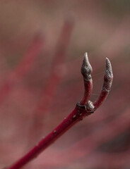 Close up shot of Red-Barked Dogwood (Cornus Alba)