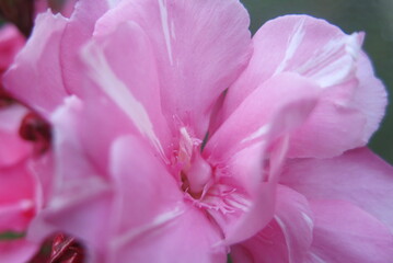Fleure de laurier rose en pleine floraison pendant l'été tres belle fleure 