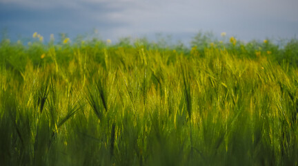 Field of grain