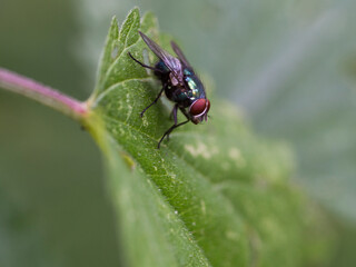 fly on leaf