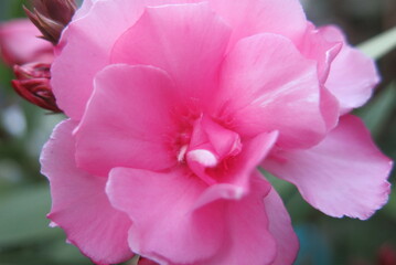 Fleure de laurier rose en pleine floraison pendant l'été tres belle fleure 