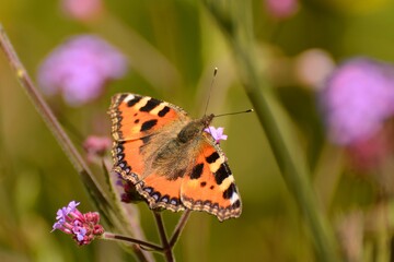 small tortoiseshell butterfly, Aglais urticae, on purple loosestrife and verbena blossom