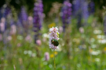 A rose  beetle and green caterpillar on a meadow - knotweed
