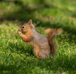 Naklejka na ściany i meble Squirrel sit on green grass.