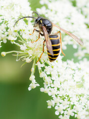 wasp on a flower