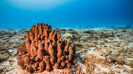 Seascape in turquoise water of coral reef in Caribbean Sea / Curacao with fish, coral and Tube...