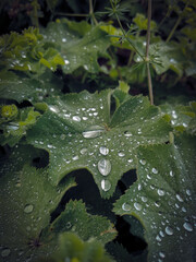 water drops on a leaf