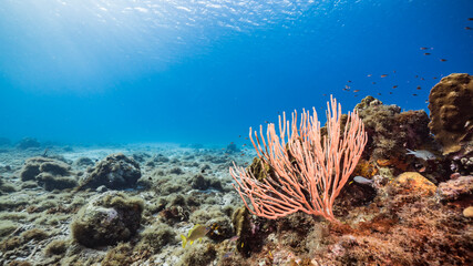 Seascape in turquoise water of coral reef in Caribbean Sea / Curacao with fish, coral and sponge