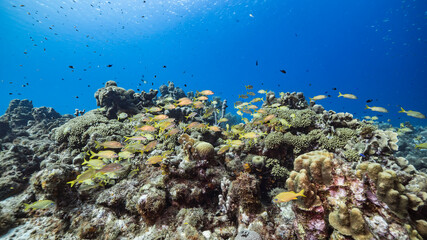 Seascape in turquoise water of coral reef in Caribbean Sea / Curacao with Grunt, coral and sponge