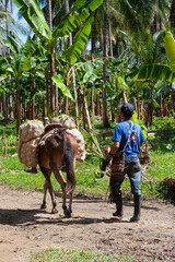 Campesino llevando fruta en un caballo
