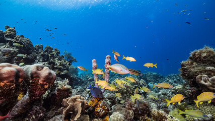 Seascape in turquoise water of coral reef in Caribbean Sea / Curacao with Grunt, coral and sponge