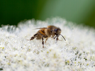 bee on a flower