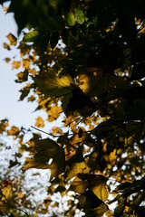 season, nature and environment concept - close up of tree leaves against the sky