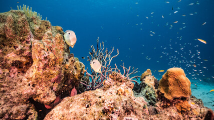 Seascape in turquoise water of coral reef in Caribbean Sea / Curacao with Foureye Butterflyfish, coral and sponge