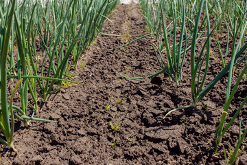 Onion fresh young green shoots on a bed on the ground in a row. Greens, diagonally.