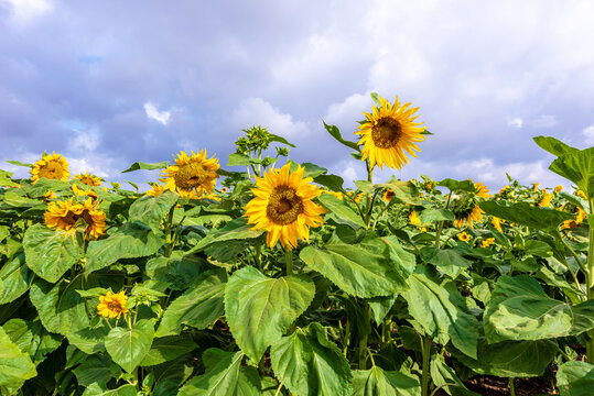 Sunflowers on early morning in a field on a background of blue sky. Selective focus. 