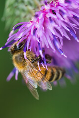 European Honey Bee (Apis Mellifera)