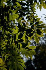 season, nature and environment concept - close up of tree leaves against the sky