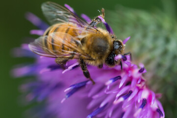 bee on a flower