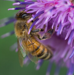 bee on a flower