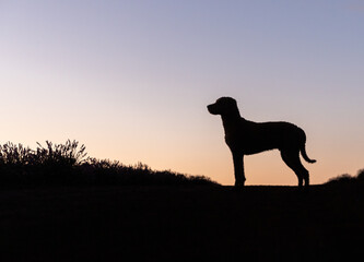 Doodle dog silhouetted at sunset