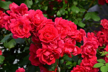 
Inflorescence of flowers of a weaving red rose.