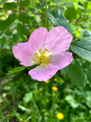 flower pink dog rose summer 