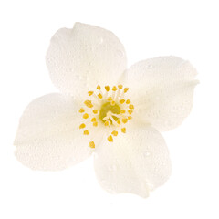 single jasmine flower isolated on white background