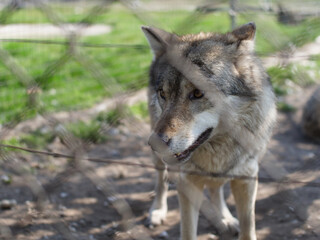 Wolf behind grid in cage