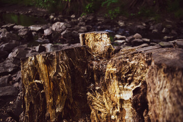  Tree trunk on the river