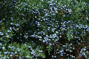 Fototapeta na wymiar nature ecology and healthy food concept. close up of a juniper bush with berries