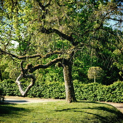 tree in park in Rogalin