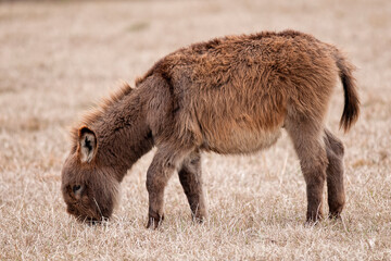 Fototapeta premium Brown Donkey Grazing in Pasture in Louisiana in Colder Months
