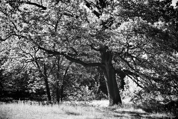 tree in black and white