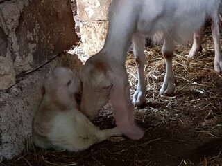 goat and calf