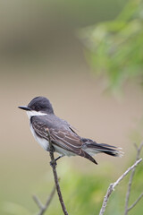 King Bird Perched in Marsh in Southwestern Louisiana