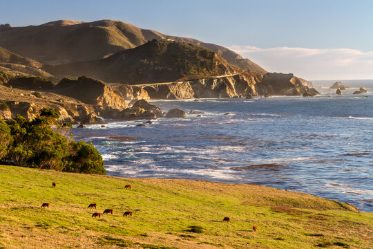 Happy Cows - Cattle graze in an oceanside pasture with CA-1 passing over the Rocky Creek Bridge in the background. Notleys Landing, California, USA