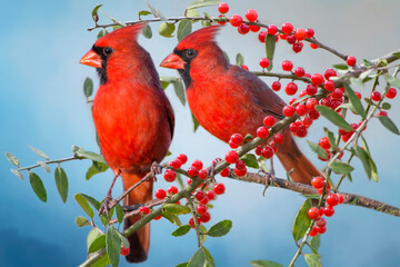 Male Northern Cardinals Perched on Berry Laden Branches in Holly Tree