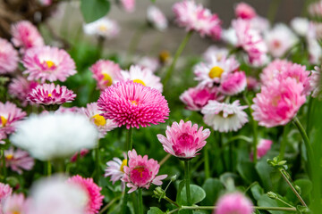 Glade of bright lush terry pink flowers of daisies bellis perennis. Horizontal orientation. 