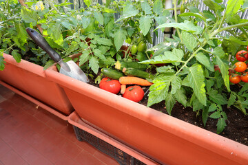 urban garden with plants of tomatoes and freshly picked vegetabl