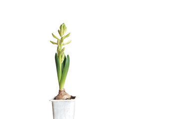 Minimalistic young unblown hyacinth flower in a pot with a bulb isolated on white